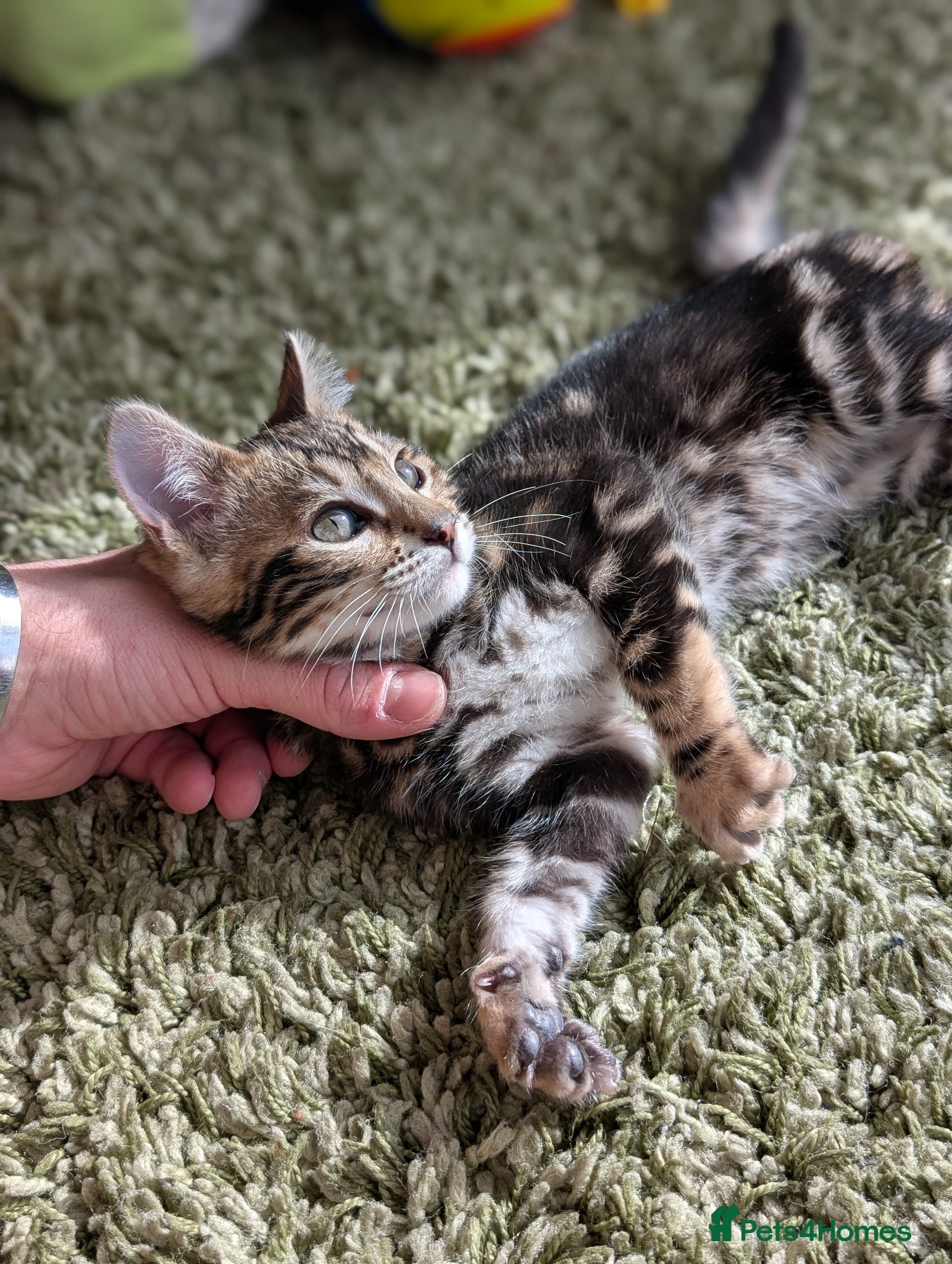Bengal cats Health Tested TICA Bengal | Glitter | Ready Now - Advert 1
