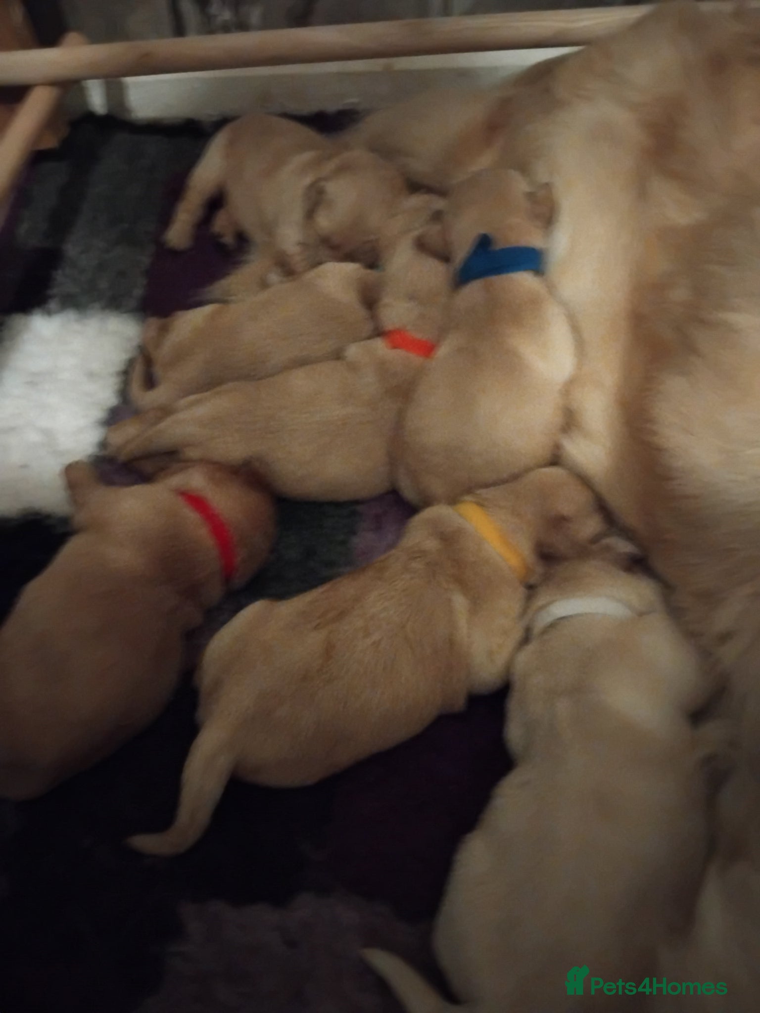 Golden Retriever dogs for sale: 7 beautiful golden retriever babies - Advert 10