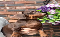 Miniature Dachshund dogs for sale: 🩷Stunning Chocolate & Tan Girls 🩷  in Stafford - Image 10
