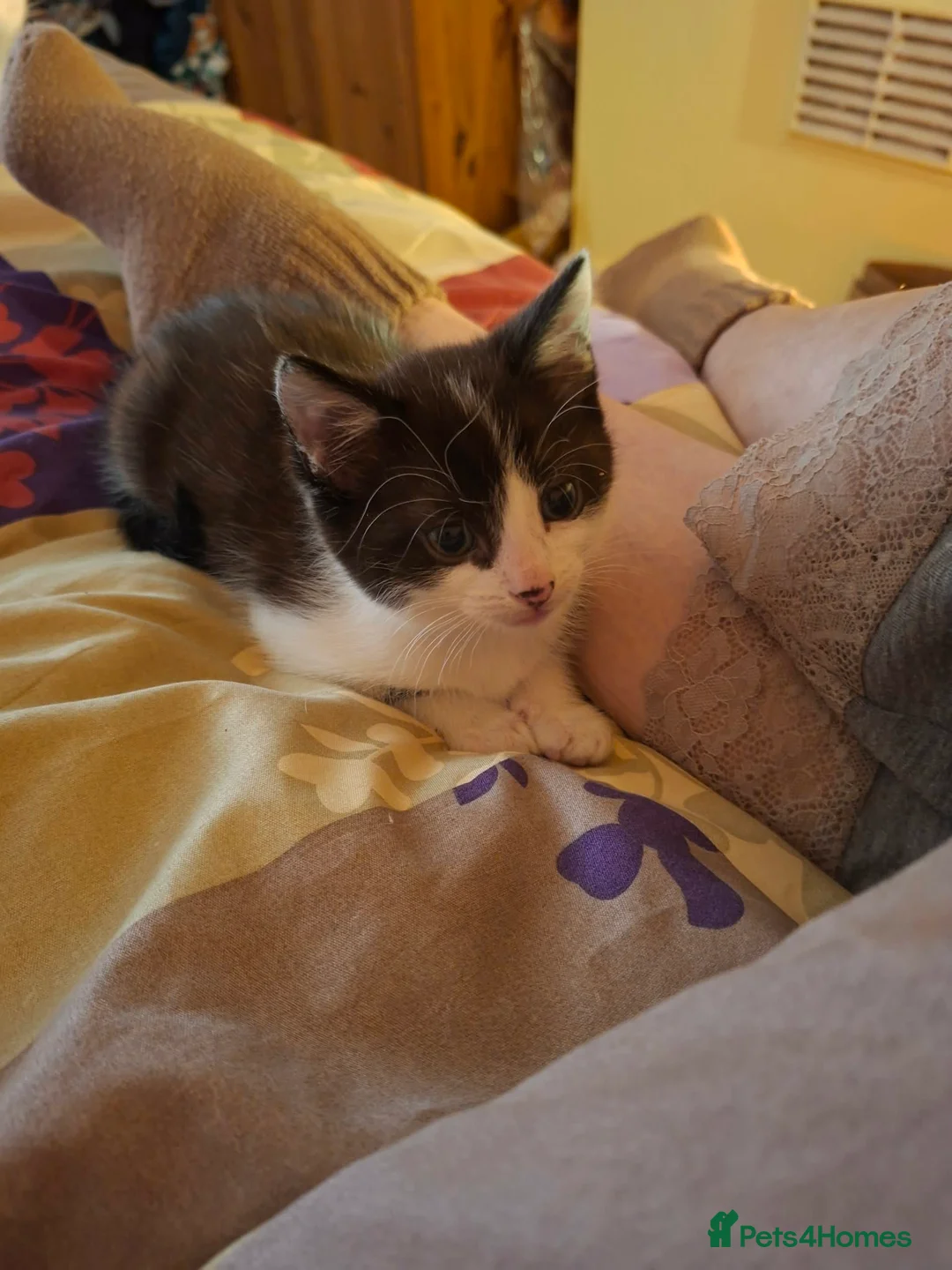 Mixed Breed cats for sale: Three female kittens looking for forever homes  - Advert 2