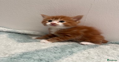 Mixed Breed cats - Advert 3