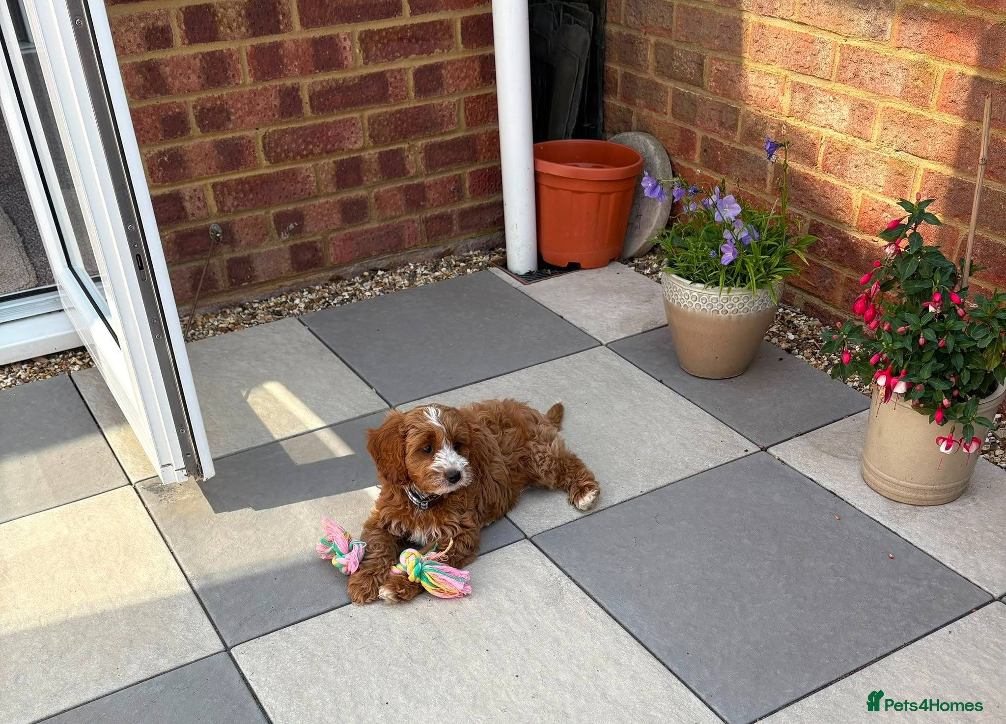 Cavapoo dogs 4 beautiful cavapoo boy pups - Advert 8