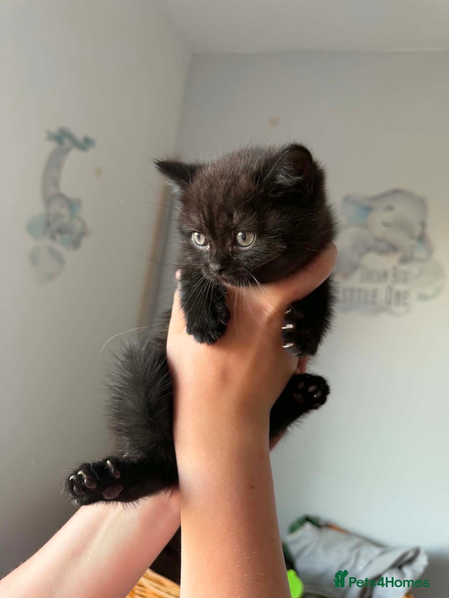 British Shorthair cats 😻Happy kittens 😻 - Advert 1