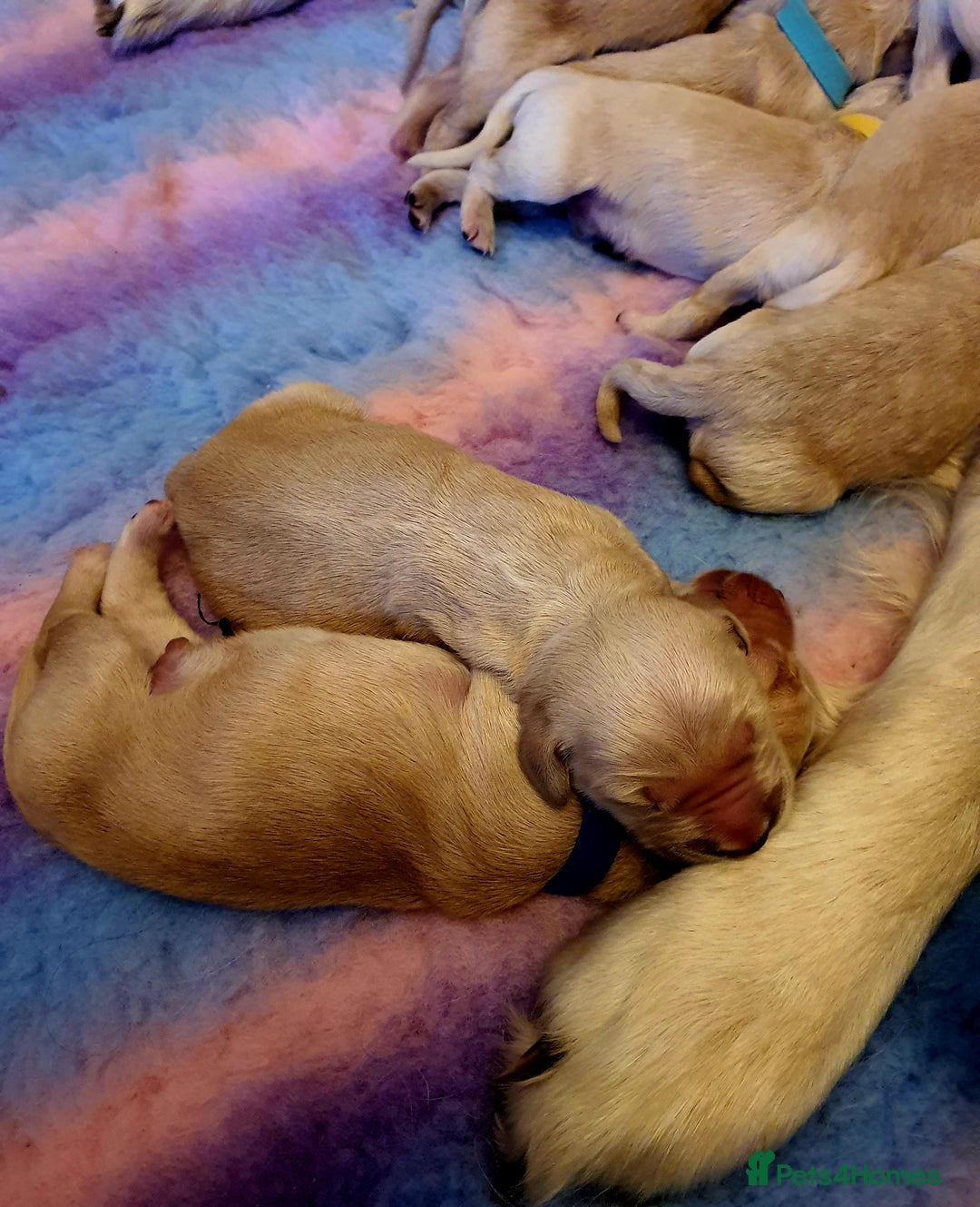 Golden Retriever dogs for sale: 🐕‍🦺Beautiful Pedigree Golden Retriever Puppies🦮 - Image 29