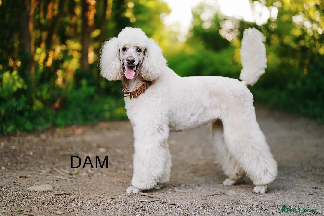 Standard Poodle dogs for sale: Standard Poodle Puppies Looking for Their Families - Image 18