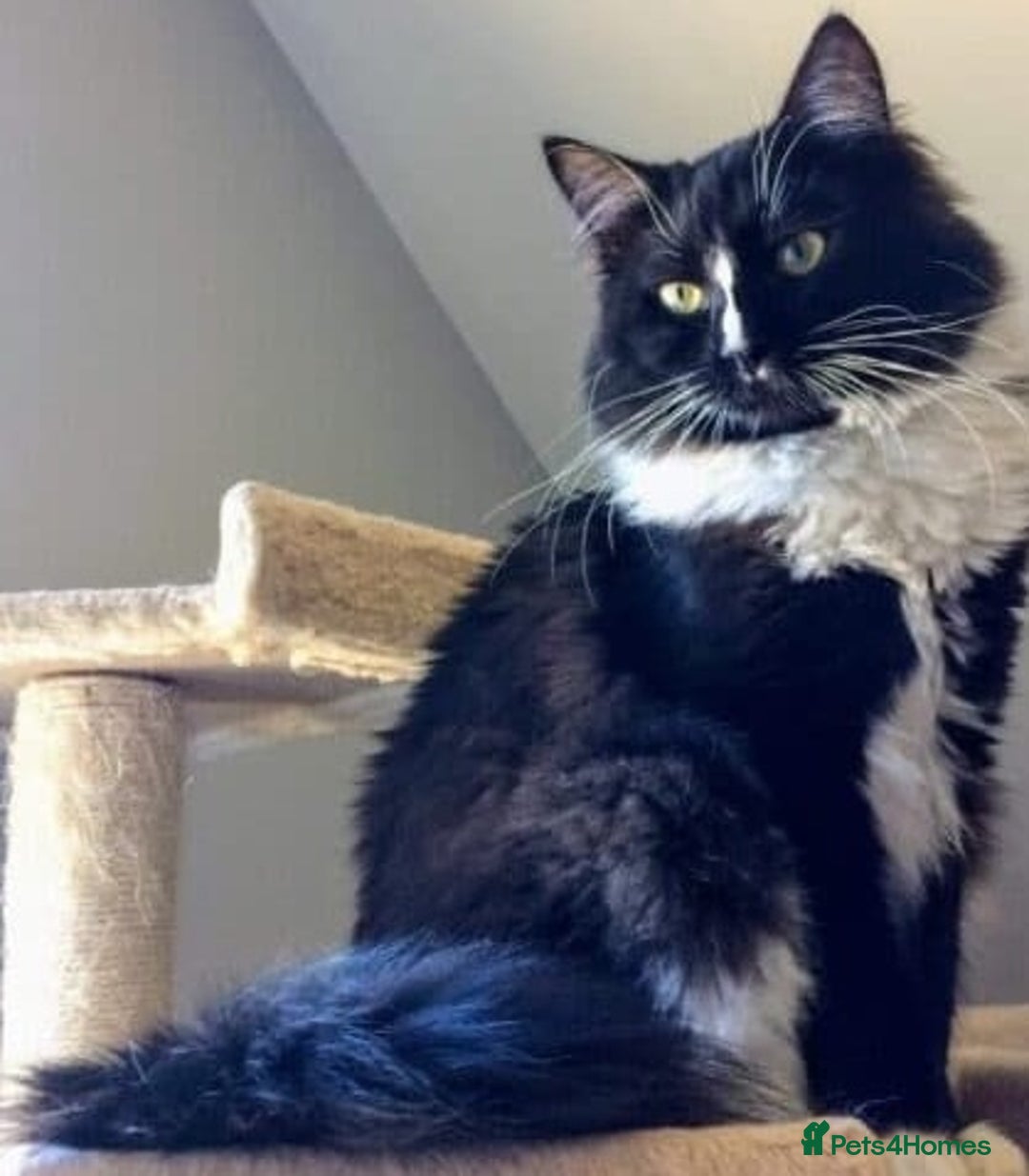 Maine Coon cats for sale: 🐾 Ragdoll × Maine Coon Kittens 🐾 - Image 3