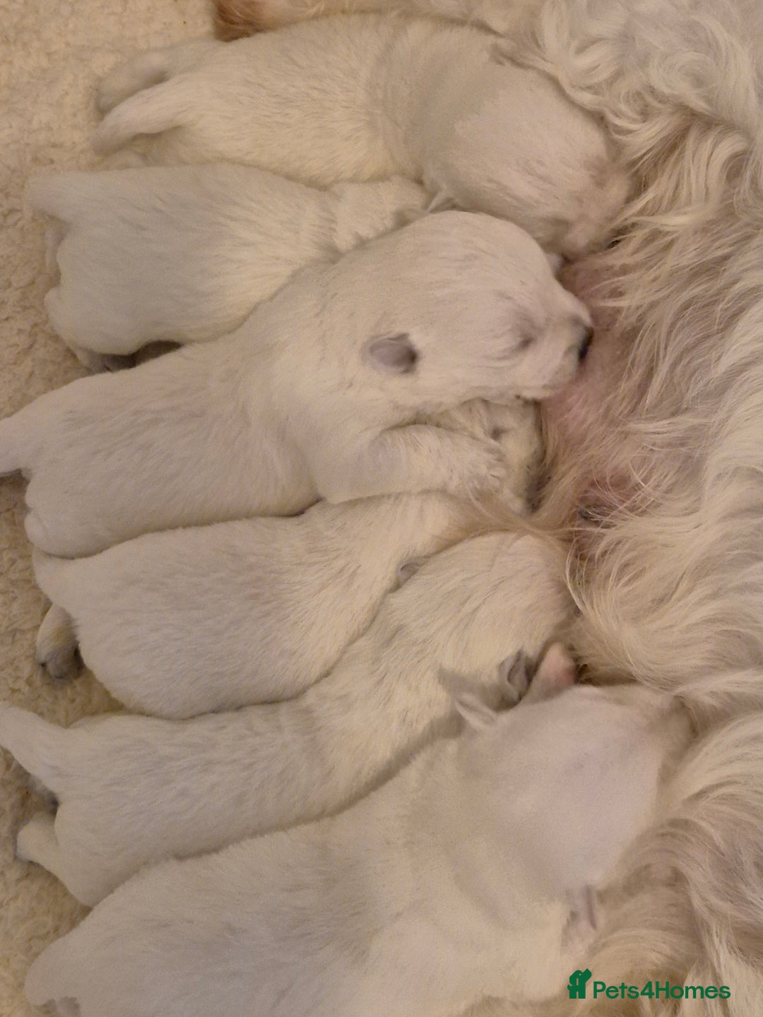 West Highland Terrier dogs for sale: Westhighland Terrier puppies - Advert 2