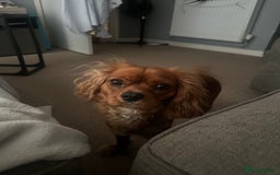 Cavalier King Charles Spaniel dogs for sale: Cavalier King Charles spaniel - Image 2