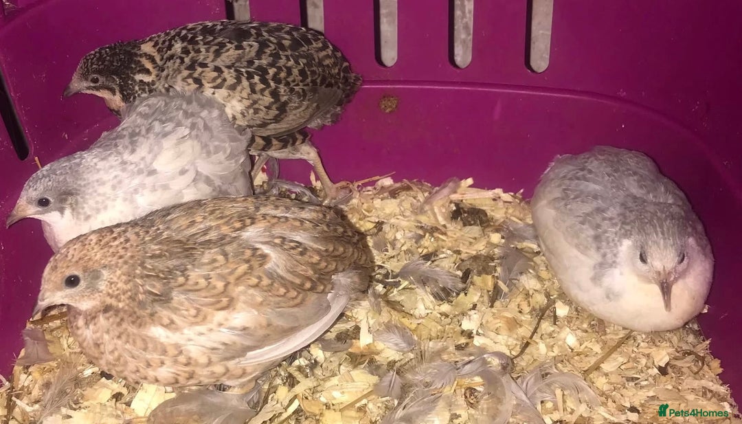 Quail poultry for sale: QUAILS CHINESE PAINTED BUTTONS ! - Advert 22