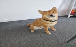 Japanese Shiba Inu dogs for sale: Japanese Shiba Inu  - Image 6