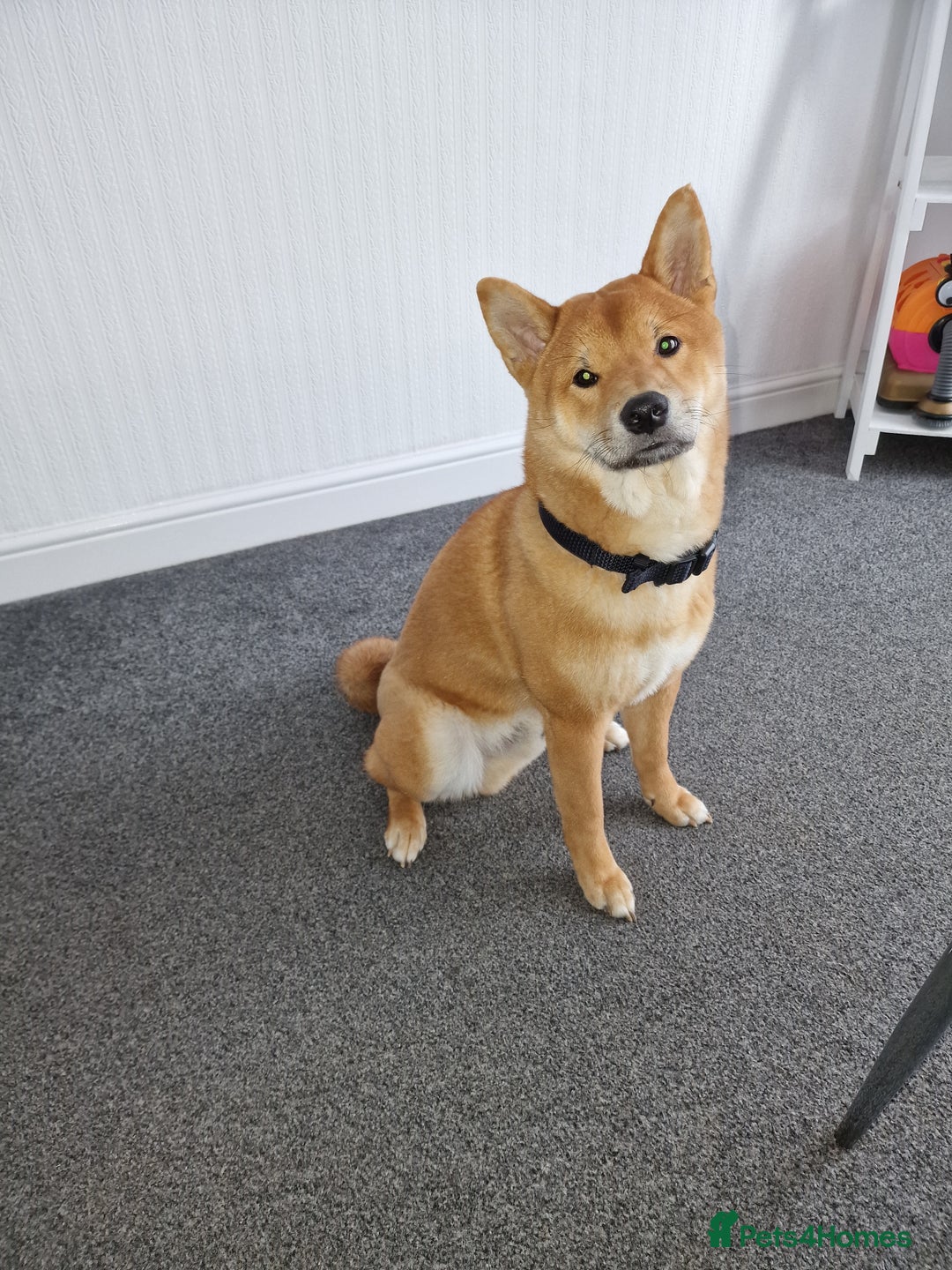 Japanese Shiba Inu dogs for sale: Japanese Shiba Inu  - Image 6