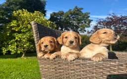 Cocker Spaniel dogs for sale: KC reg, Golden cocker spaniel pups - Image 3