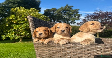 Cocker Spaniel dogs - Advert 8