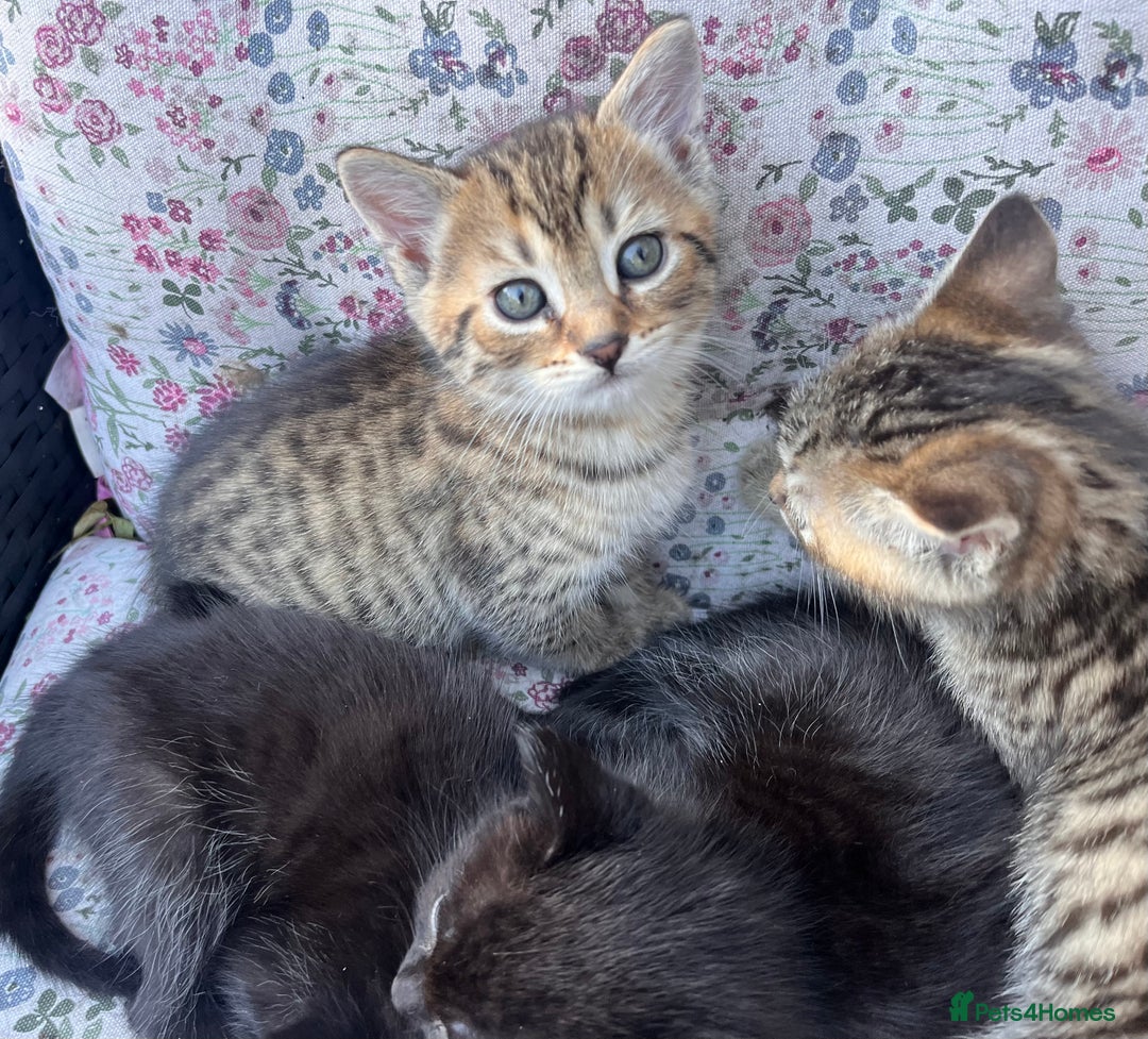 British Shorthair cats for sale: Beautiful fluffy kittens ready in 2 weeks  - Image 5