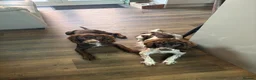 Cocker Spaniel dogs for sale: Working cocker spaniel puppies in Mansfield - Advert 17