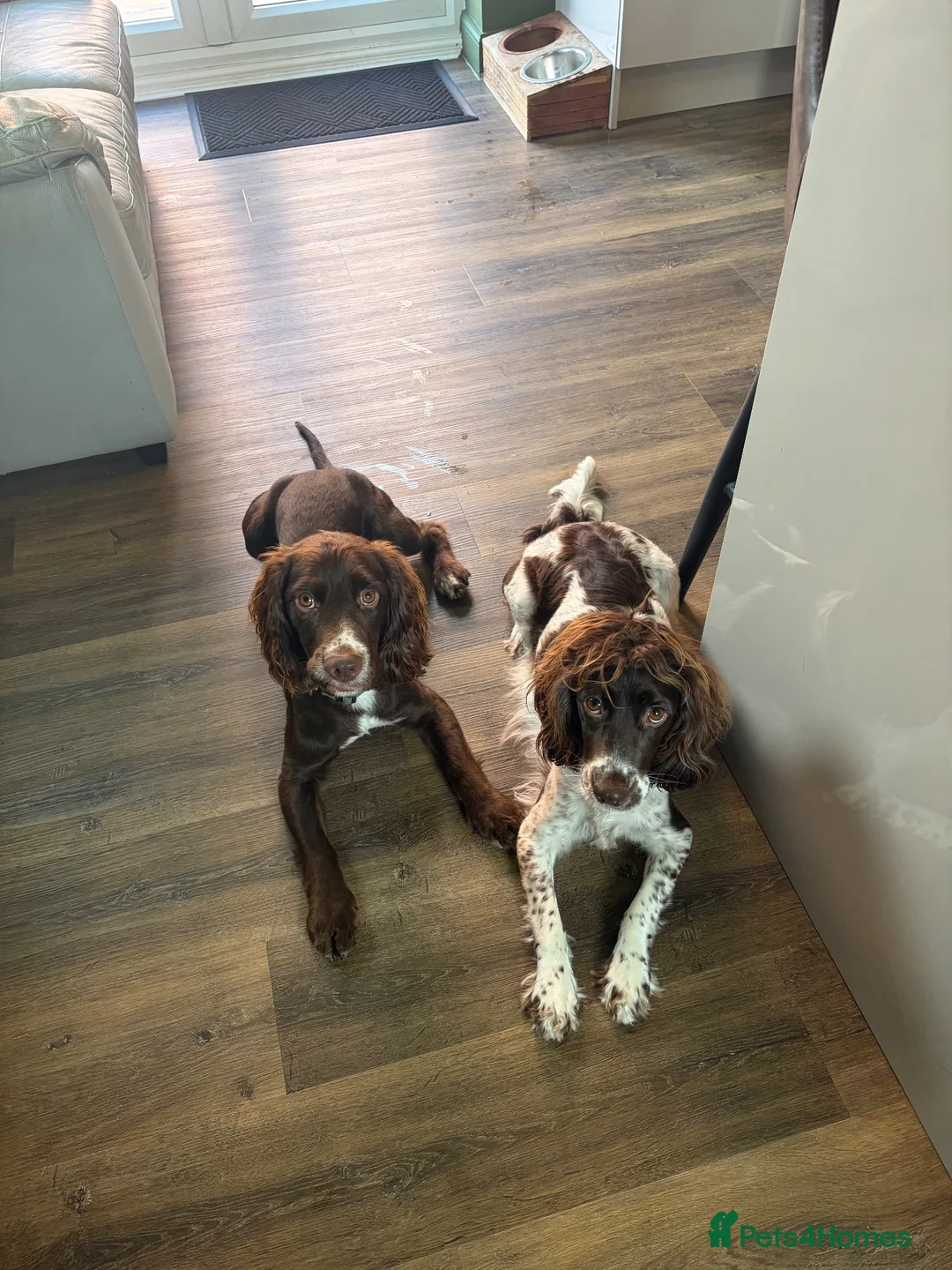 Cocker Spaniel dogs for sale: Working cocker spaniel puppies in Mansfield - Advert 17