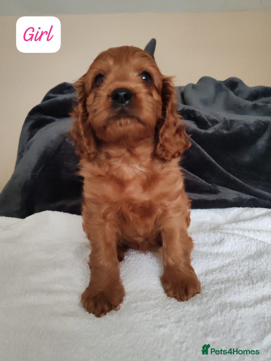 Cavapoo dogs for sale: Lovely Cavapoo puppies - Image 3