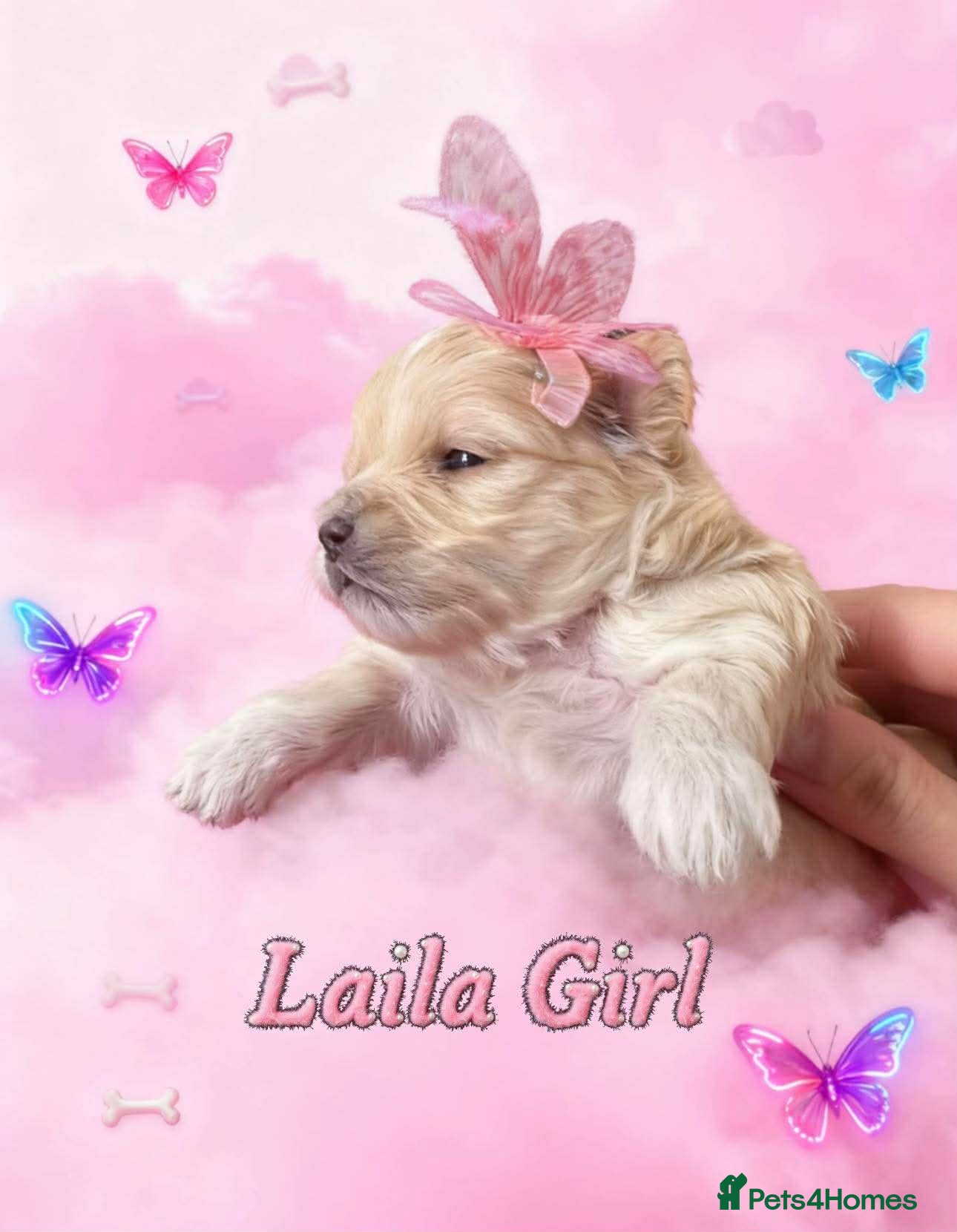 Maltipoo dogs 💫EXCEPTIONAL LUXURY F1 MALTIPOO PUPPIES🩷🩵🩷 - Advert 5