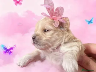 Maltipoo dogs 💫EXCEPTIONAL LUXURY F1 MALTIPOO PUPPIES🩷🩵🩷 - Advert 2