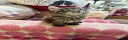 Maine Coon cats for sale: Maine Coon kitten  - Advert 4