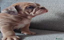 English Bulldog dogs for sale: Beautiful English Bulldog Puppies - Image 8