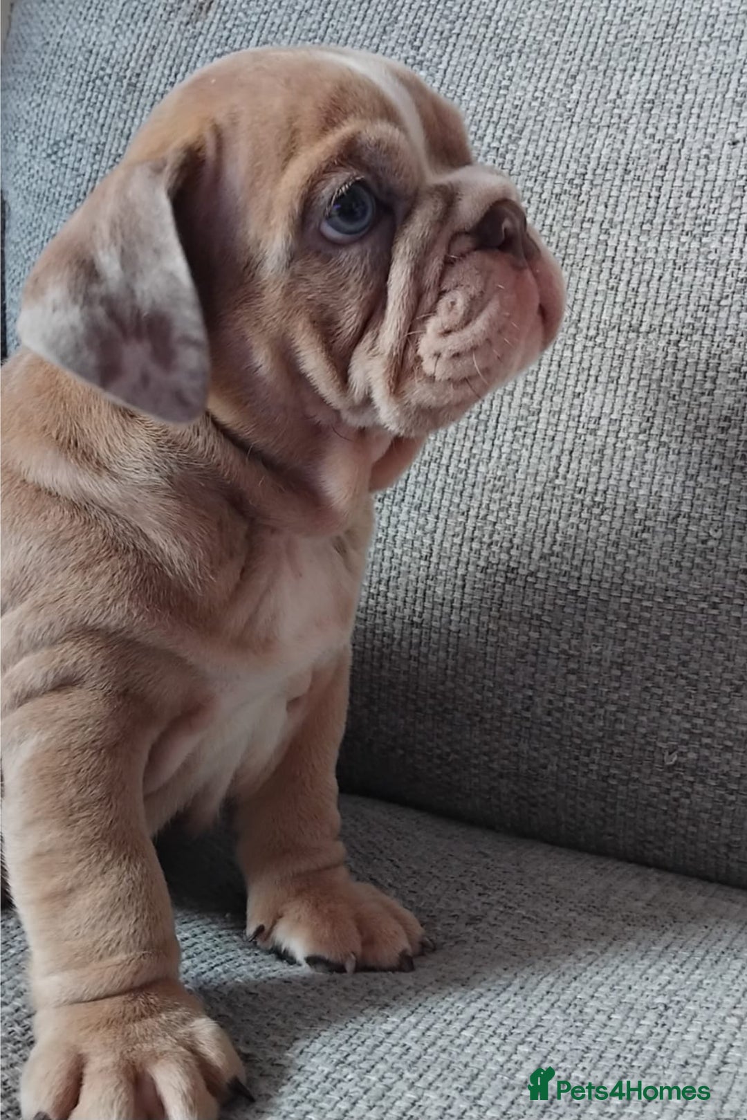 English Bulldog dogs for sale: Beautiful English Bulldog Puppies - Image 8