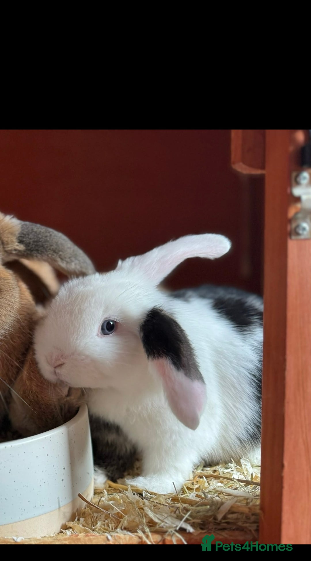 Mini Lop rabbits for sale: Mini Lops Vienna Gene 1 Female and 3 Male  - Advert 3