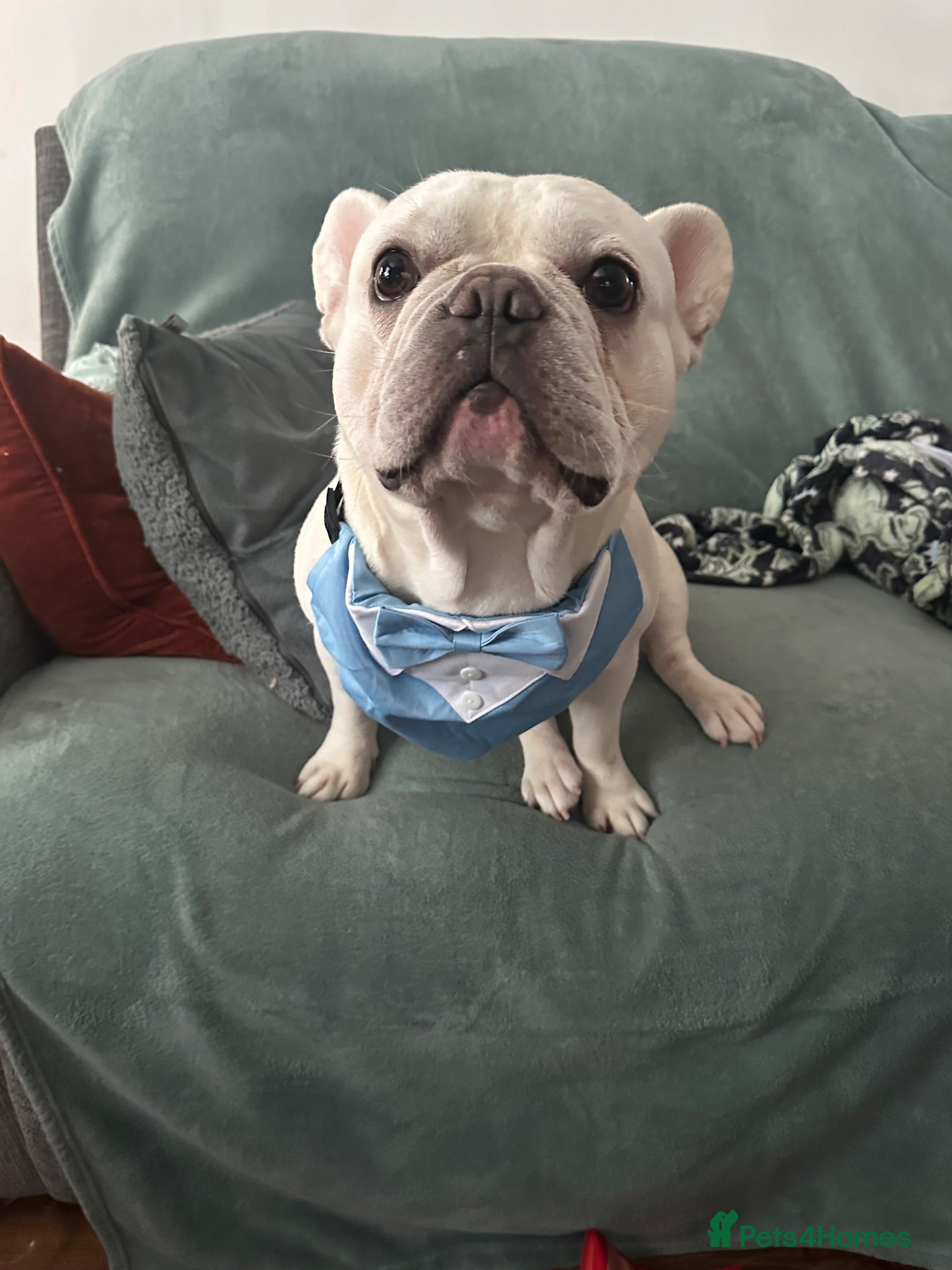 French Bulldog dogs 3 year old French Bulldog looking for loving home. - Advert 5