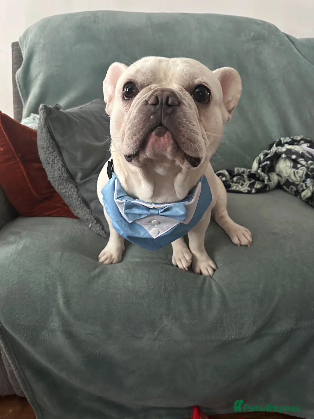 French Bulldog dogs for sale: 3 year old French Bulldog looking for loving home. in Heanor - Advert 1