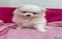 Pomeranian dogs for sale: READY 2nd August KC White Teddy Bear Poms - Image 15