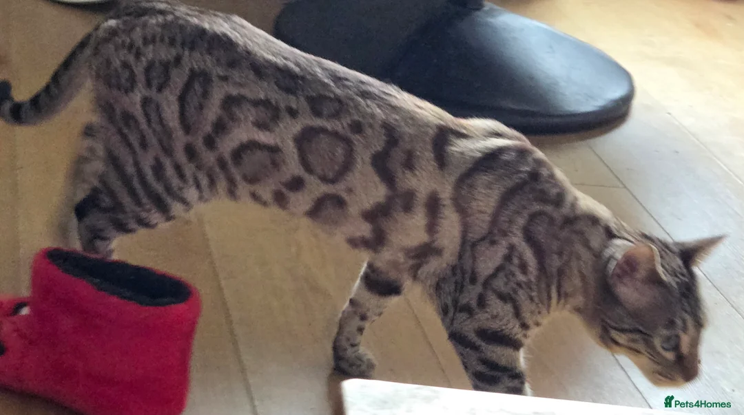 Bengal cats for sale: Bengal seeking home with outdoor access - Advert 2