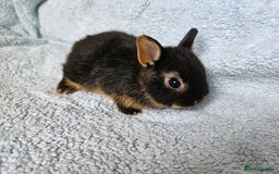 Netherland Dwarf rabbits for sale: Netherland dwarf bunnies  - Image 9