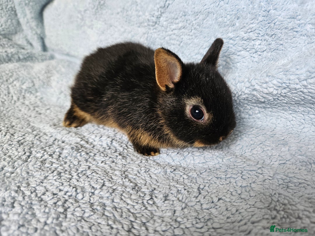 Netherland Dwarf rabbits for sale: Netherland dwarf bunnies  - Image 9