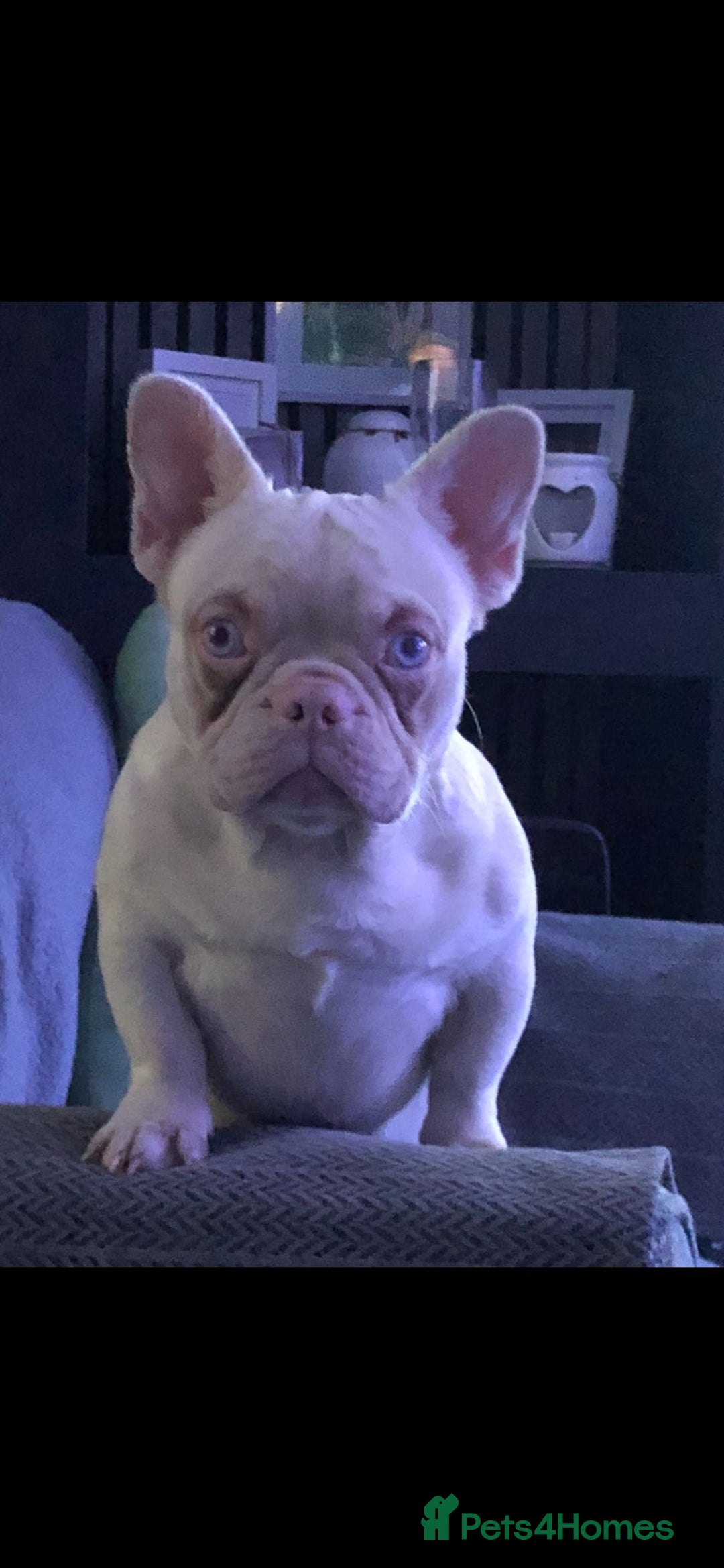 French Bulldog dogs for sale: Platinum French Bulldog 12 months old - Advert 3