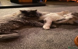 Persian cats for sale: Brother and sister around 18 months old - Image 2