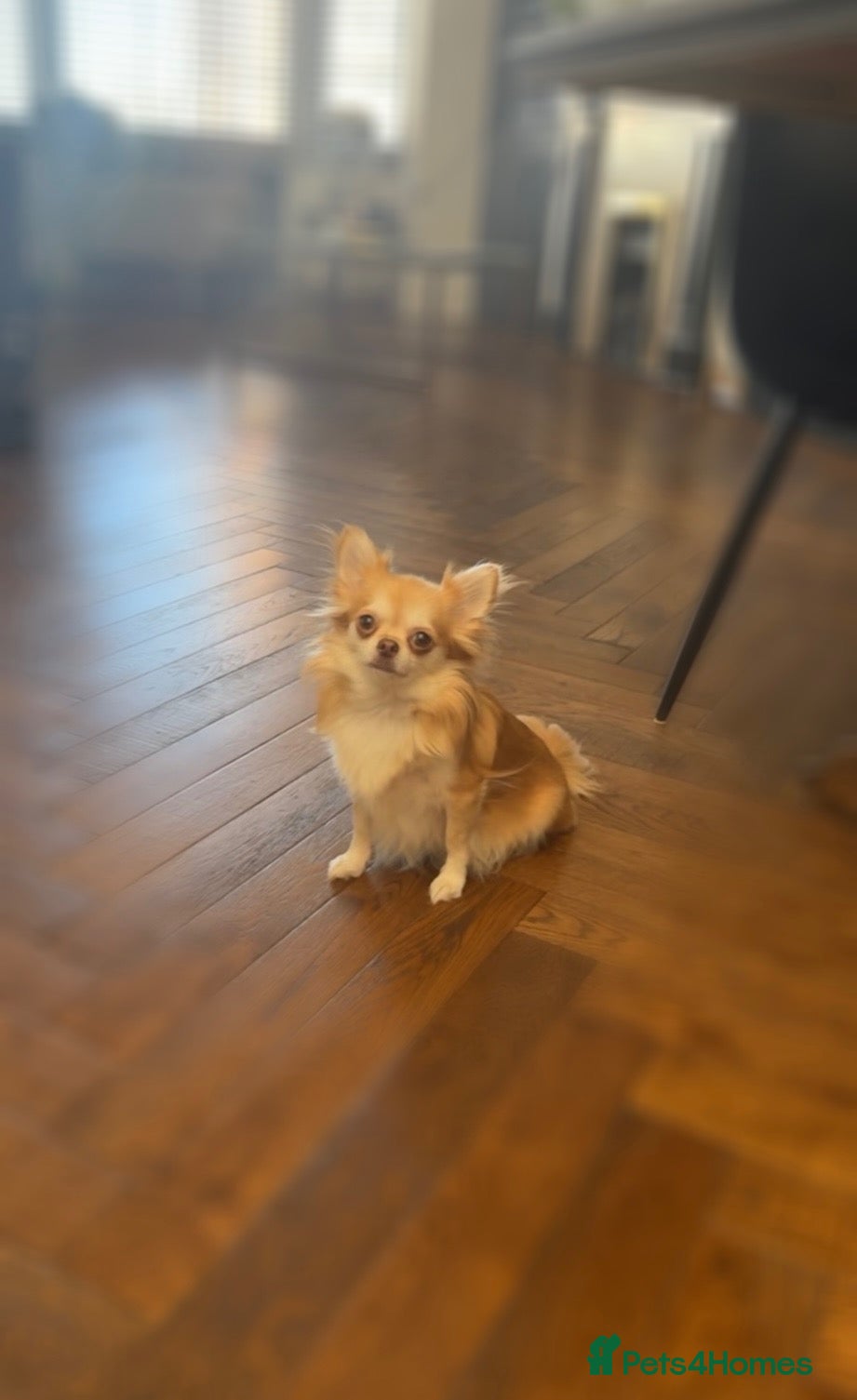 Chihuahua dogs 🍎 Long haired Chihuahua litter due! - Advert 17