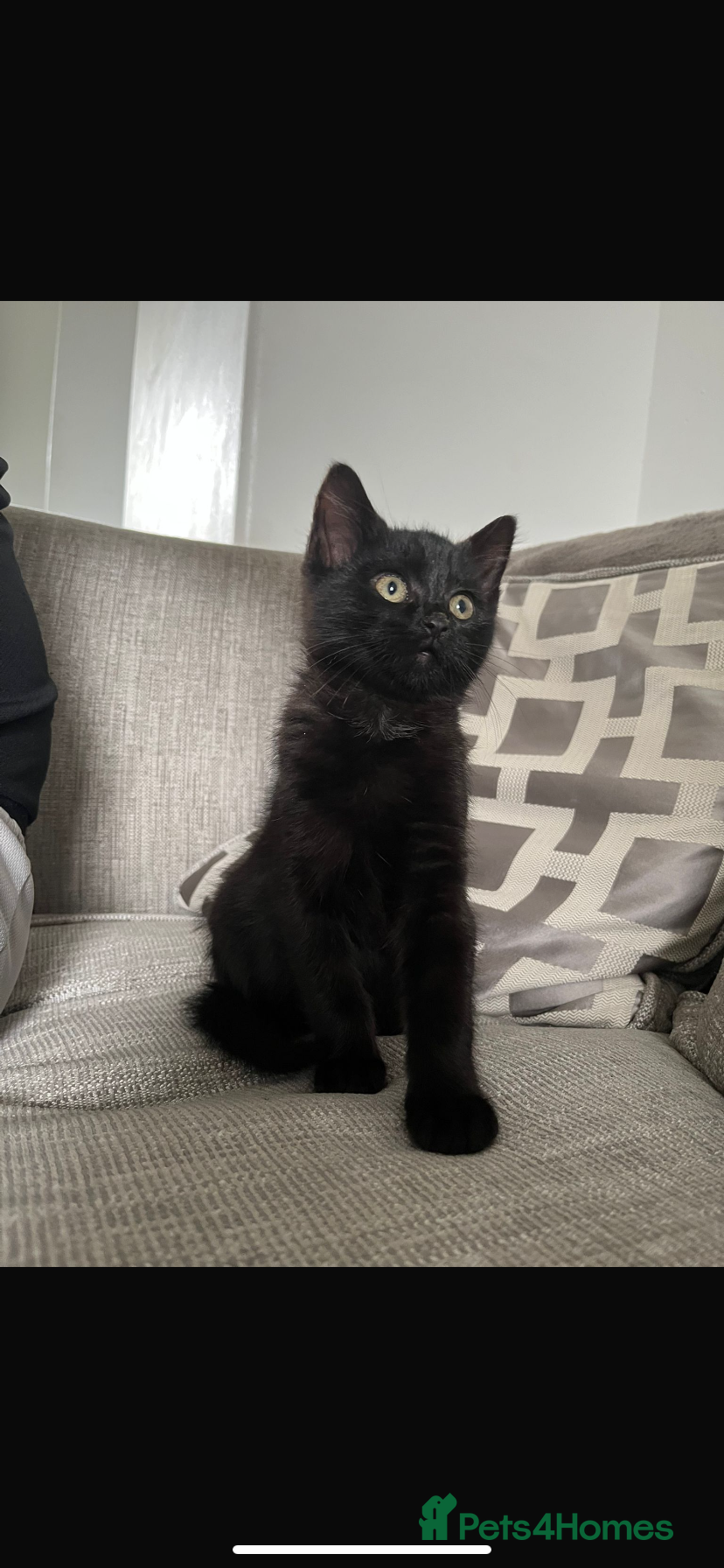 Mixed Breed cats 12 Week Old Female Kitten - Advert 2