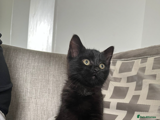 Mixed Breed cats 12 Week Old Female Kitten - Advert 2