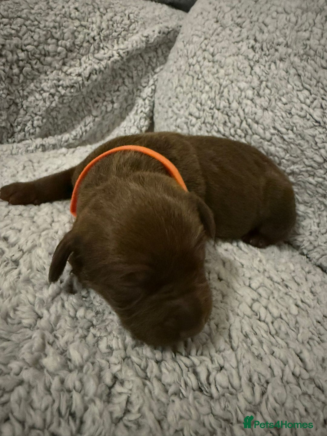 Bandog dogs for sale: 🐾 🌟 Premium multigen Bandogge Puppies🌟🐾 - Image 4