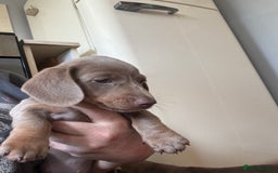 Miniature Dachshund dogs for sale: Isabella & tan Miniature dachshund  - Image 8