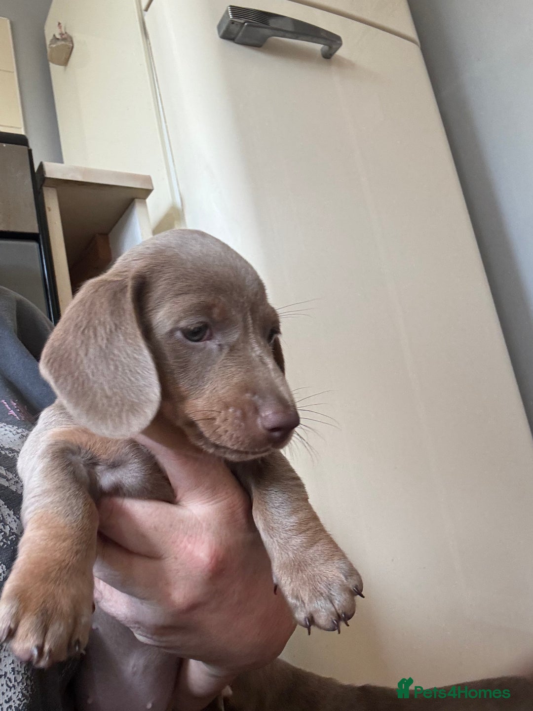 Miniature Dachshund dogs for sale: Isabella & tan Miniature dachshund  - Image 8