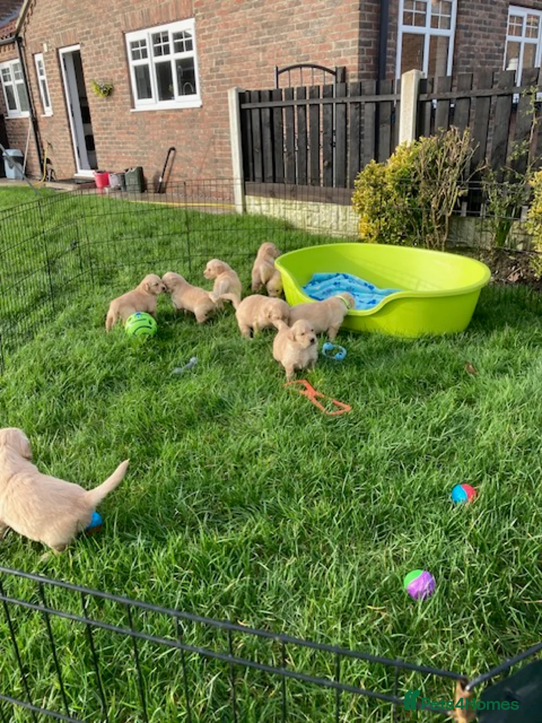 Golden Retriever dogs for sale: Beautiful retriever puppies, KC Reg/Health tested - Advert 9