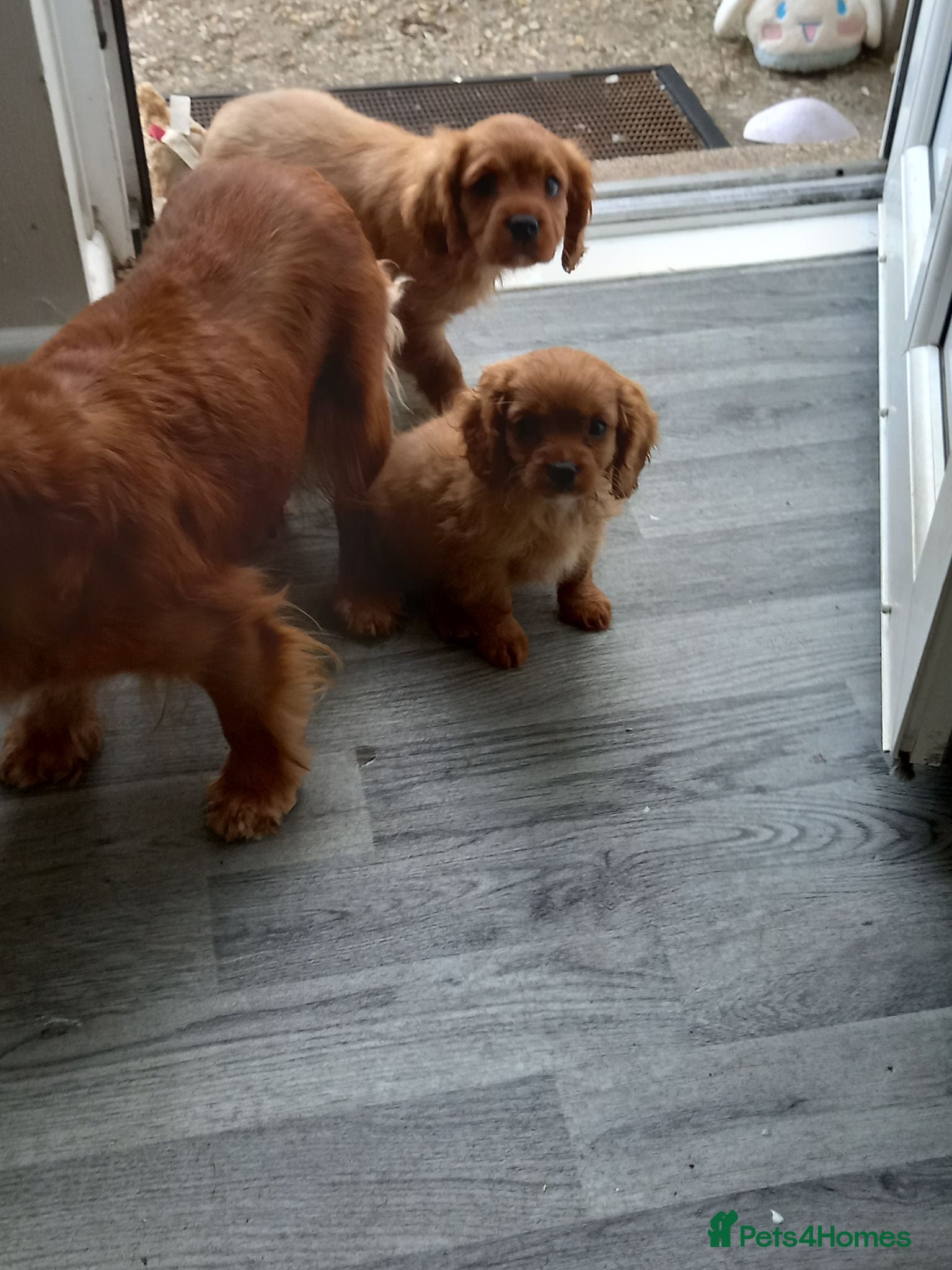 Cavapoo dogs Fb1 cavapoo  - Advert 12