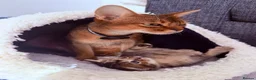 Abyssinian cats for sale: 🐾 Beautiful Abyssinian Cross Kitten - Female 🐾 in Wokingham - Advert 8