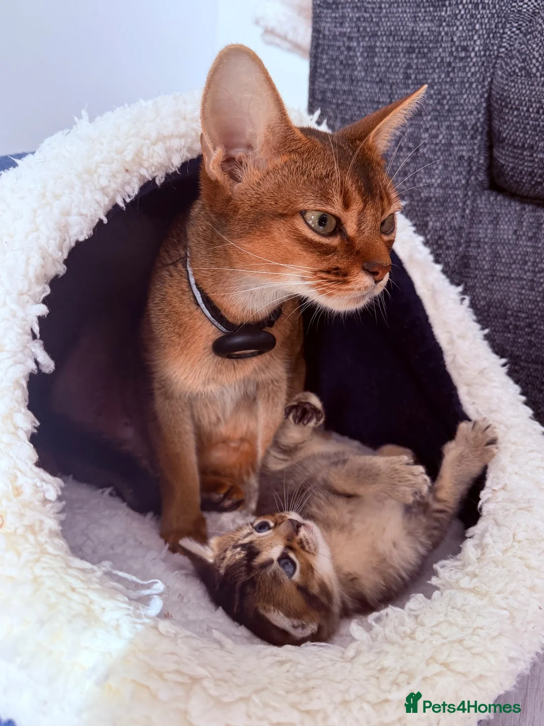Abyssinian cats for sale: 🐾 Beautiful Abyssinian Cross Kitten - Female 🐾 in Wokingham - Advert 8