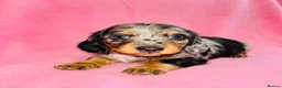 Miniature Dachshund dogs for sale: Quality Miniature Dachshund puppies - Advert 22