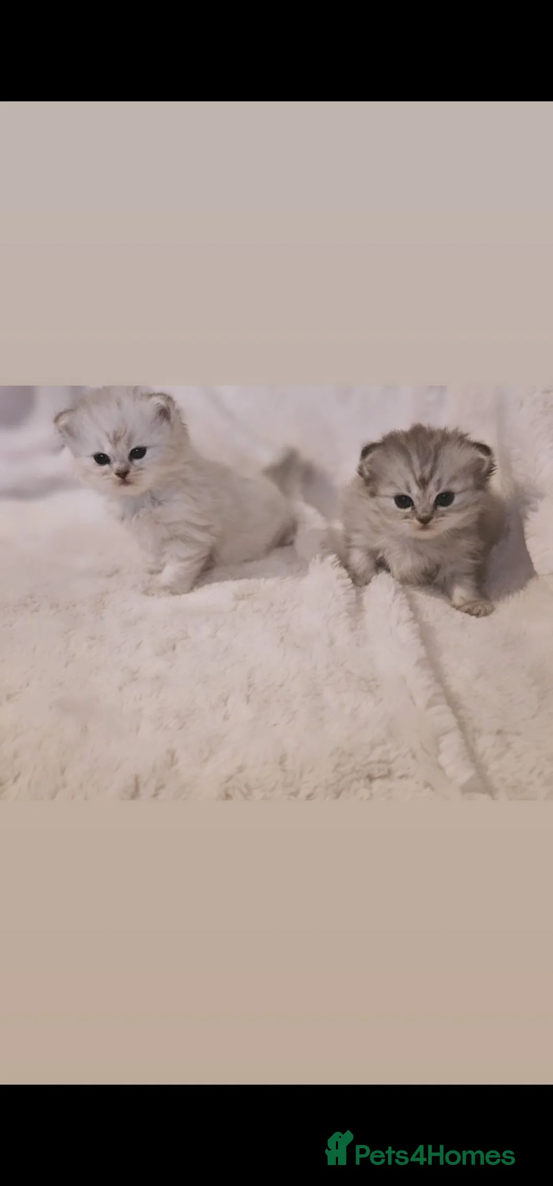 Persian cats for sale: 2 Beautiful Persian Chinchilla kittens for sale - Advert 2
