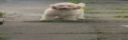 Miniature Poodle dogs for sale: 🐩 Beautiful Cream Miniature Poodle in Stoke-on-Trent - Advert 3