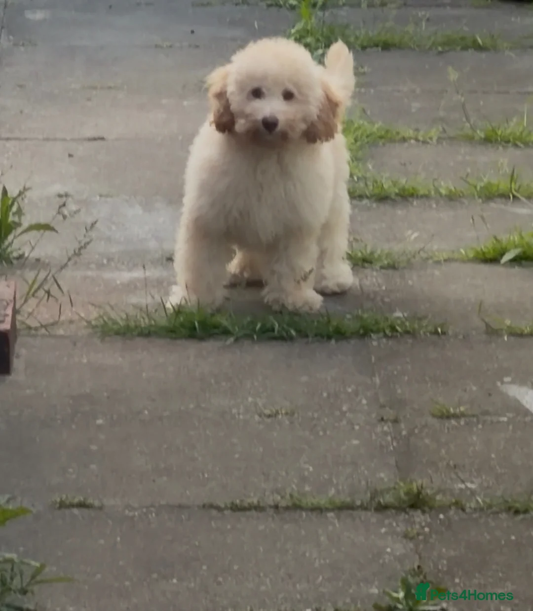 Miniature Poodle dogs for sale: 🐩 Beautiful Cream Miniature Poodle in Stoke-on-Trent - Advert 3