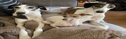Italian Greyhound dogs for adoption: A truly lovely little lady  in Dursley - Advert 15